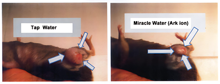 Tumor growth comparison